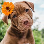 National Brown Dog Day 1200x834 1