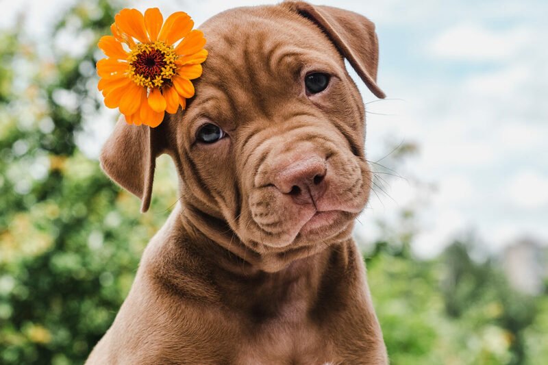 National Dog Day 2027