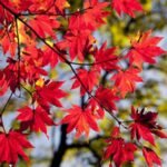 maple leaves fall 4